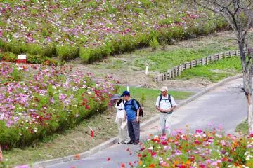 Hokkaido's Taiyo-no-Oka Engaru Park has a range of different cosmos varieties planted (Photo: <a href="https://upload.wikimedia.org/wikipedia/commons/1/15/Cosmos_area_of_Taiyo-no-Oka_Engaru_Park.jpg" target="_blank" rel="noreferrer noopener nofollow">tokutotoo </a> / <a href="https://creativecommons.org/licenses/by-sa/4.0/deed.en" target="_blank" rel="noreferrer noopener nofollow">CC BY-SA 4.0</a>)