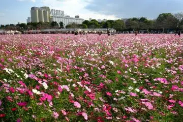 One of Japan's most unique cosmos fields - by the Kirin beer factory in Fukuoka (Photo: <a href="https://www.flickr.com/photos/ogachin/10535146365/in/photolist-h3XnYz-pspSea-h3XsT5-dkYDDP-aYGNfP-pkr9vD-gMF6pc-h3XqtK-dkYEX7-5nYDGA-MjKtmE-h3XBLJ-2hXtqWE-bcWwNn-oBKgWL-46bDVr-fneH1w-pksPPp-5sn4ZA-h3Yy7M-AFbg6R-h3XCN3-3iCLWU-av9j98-5R1DV-74rHNE-gUbt7j-h3XrNj-g5dxvJ-h3YBtB-9gyzyN-6KM8za-axW7ye-oKqU54-pks9iJ-pks6Yo-pssqP5-nkoiy2-8H87qS-b6B1dF-axW8SF-at5u2V-pJUhqa-dnpWG1-7afCc6-5rhfxx-5qqs33-72taSt-oN6Tdx-dkYCqT" target="_blank" rel="noreferrer noopener nofollow">gtknj</a> / <a href="https://creativecommons.org/licenses/by/2.0/" target="_blank" rel="noreferrer noopener nofollow">CC BY 2.0</a>)