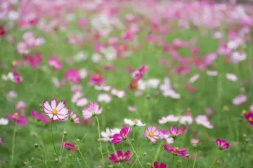 Cosmos - the cherry blossoms of autumn (Photo: <a href="https://commons.wikimedia.org/wiki/File:Cosmos_flower_field_-2_(8090495110).jpg" target="_blank" rel="noreferrer noopener nofollow">Takashi Hososhima </a> / <a href="https://creativecommons.org/licenses/by-sa/2.0/" target="_blank" rel="noreferrer noopener nofollow">CC BY-SA 2.0</a>)