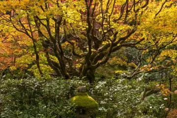 Garden view from edge of Ihokuken