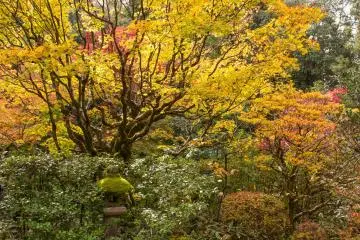Shoin Ihokuken was relocated from Sen Rikyu's residence.