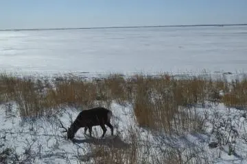 Deer roam freely in the area