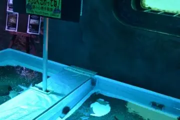 The touch pool