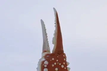 This area is famous for crab!