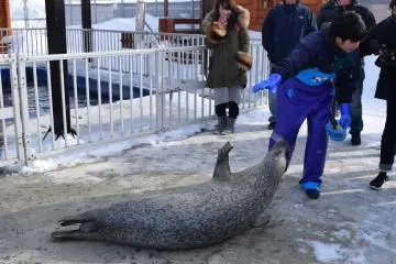 The Okhotsk Tokkari Center is an incredible place to visit