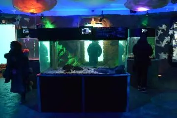 Sealife at the Okhotsk Tower