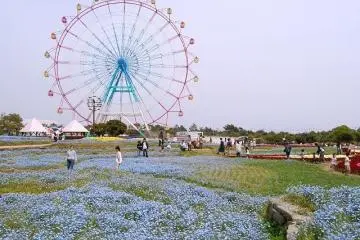 Nemophila, or baby blue eyes, at the Uminonakamichi Flower Park