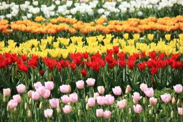 Rows of tulip varieties at Flower Park Kagoshima