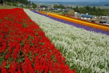 Nakafurano Flower Park