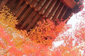 The most beautiful season of all