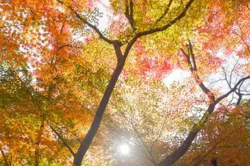 When the sun starts shining the leaves glow even brighter