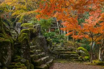 Mossy stone steps in front of Hojo. It looks like no one has ever set foot on it.