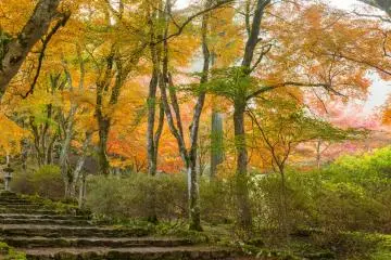 After passing through the gate is a tunnel of red leaves.