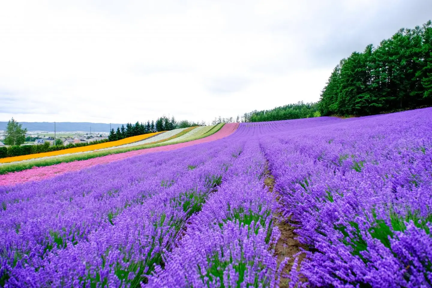 照片由: Lesley Photograph  / Shutterstock.com