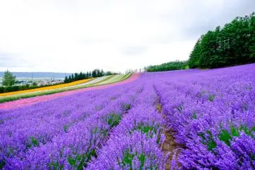 Farm Tomita