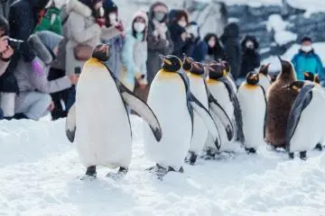 Penguins at Asahiyama Zoo