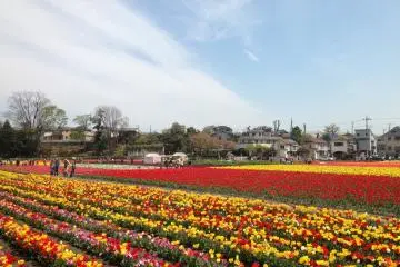 Rows of tulips in the Tokyo suburbs
