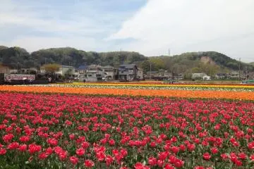 Various colors and varieties of tulips are on display