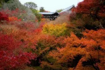 Tofuku-ji floats above a sea of crimson (Photo: <a href="https://en.japantravel.com/kyoto/tofukuji-blaze-of-glory/16923" target="_blank" rel="noreferrer noopener nofollow">Cathy Cawood</a> / JT)