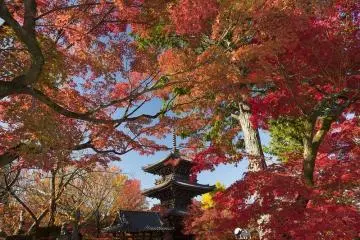 Shinnyo-do's pagoda makes a great silhouette against the foliage (Photo: <a href="https://www.flickr.com/photos/pv9007/49240771791" target="_blank" rel="noreferrer noopener nofollow">Patrick Vierthaler</a> / <a href="https://creativecommons.org/licenses/by-nc/2.0/" target="_blank" rel="noreferrer noopener nofollow">CC BY-NC 2.0</a>)