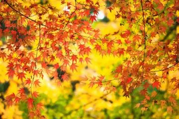 Autumn in Kyoto is a special time (Photo: <a href="https://www.flickr.com/photos/hktang/10945117225/" target="_blank" rel="noreferrer noopener nofollow">Xiaojun Deng</a> / <a href="https://creativecommons.org/licenses/by/2.0/" target="_blank" rel="noreferrer noopener nofollow">CC BY 2.0</a>)