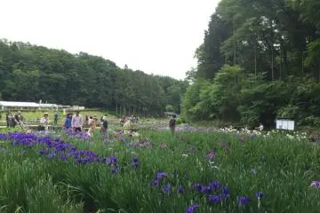 Rows and rows of beautiful irises