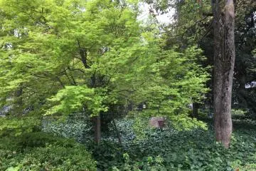 Hamacho Park