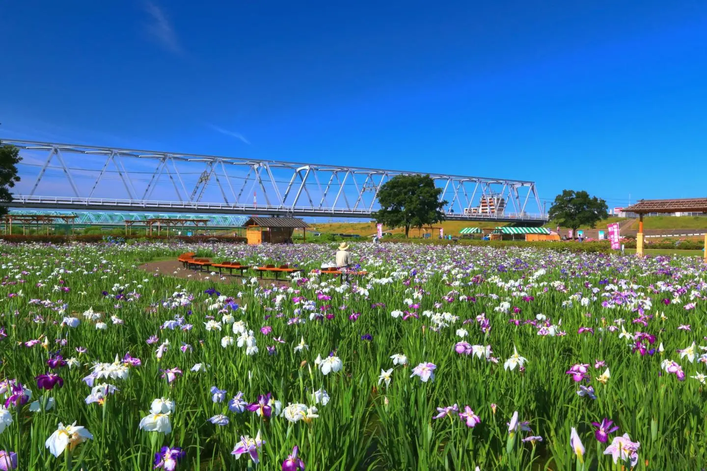 Koiwa Shobuen Garden (저작권: くろふね / CC BY 3.0)