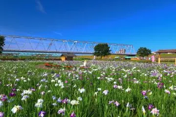 Koiwa Shobuen Garden (Photo: <a href="https://commons.wikimedia.org/wiki/File:%E5%B0%8F%E5%B2%A9%E8%8F%96%E8%92%B2%E5%9C%92_-_panoramio_(11).jpg" target="_blank" rel="noreferrer noopener nofollow">くろふね / CC BY 3.0</a>)