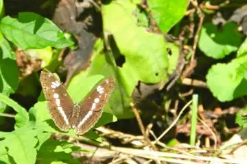 Butterflies enjoy the sunny day.