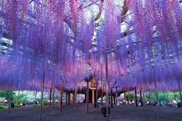 Ashikaga Flower Park