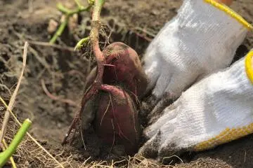 It was the right time to harvest sweet potato