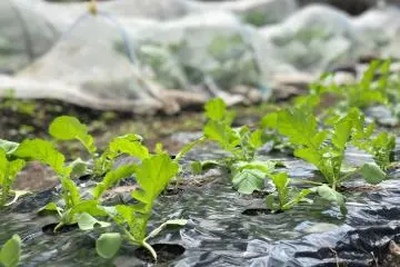 The vegetable garden is growing!