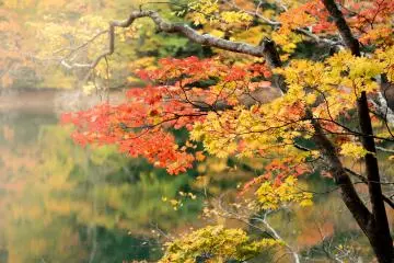 Autumn Foliage 2020