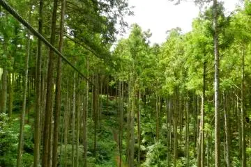 I can't even see the end of this zipline, so I just jump and hope for the best.