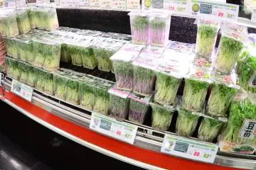 <p>ผักพื้นบ้าน ดูสดใหม่มากๆ</p>