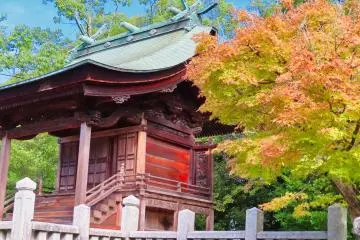 Saijo Matsuo Shrine's early fall colors
