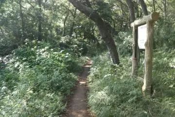 <p>เดินผ่านป่า</p>