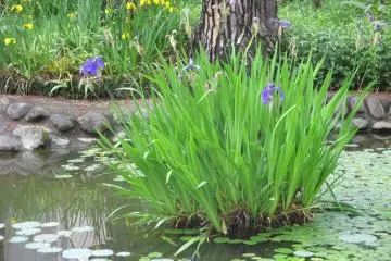 Ajisai Park