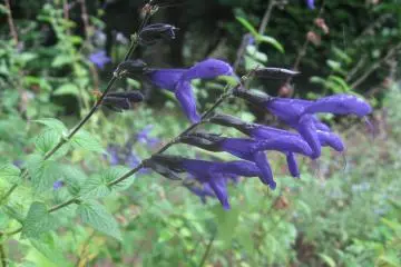 Tokyo Medicinal Plants Garden