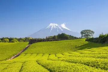 Rolling tea fields overlooking Mount Fuji (Photo: Sakarin Sawasdinaka / Shutterstock.com)
