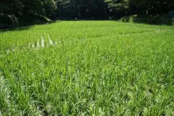 Noyamakita-Rokudoyama Park