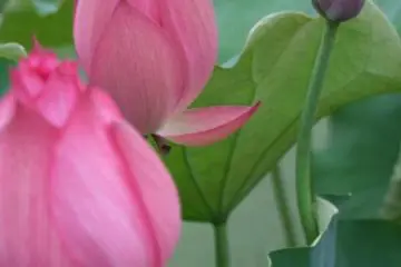 Du rose et du vert partout