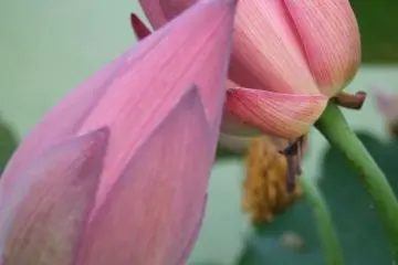 Certains des lotus sont ouverts, d'autres toujours fermés