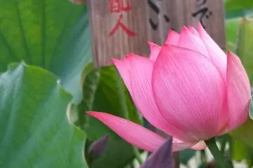 Les panneaux dans l'étang indiquent la variété de lotus