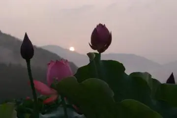Le Paradis des Lotus à Fukui