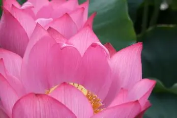 Les lotus japonais sont larges et doux