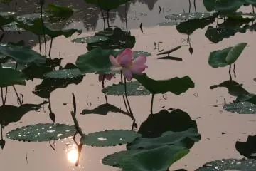 Cette partie de l'étang n'avait pas beaucoup de lotus mais restait très belle