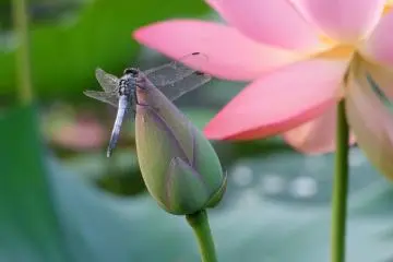Une libellule profite de la rosée du matin