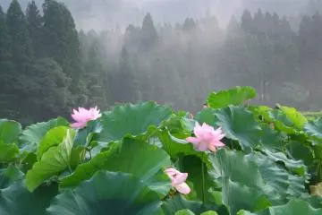 Un brouillard matinal recouvre l'étang de lotus